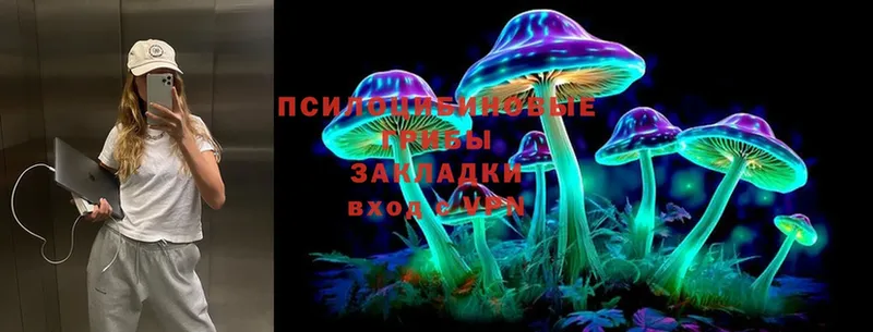 Псилоцибиновые грибы Cubensis  Новоалександровск 