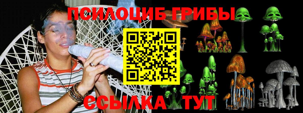 Псилоцибиновые грибы Cubensis Новоалександровск