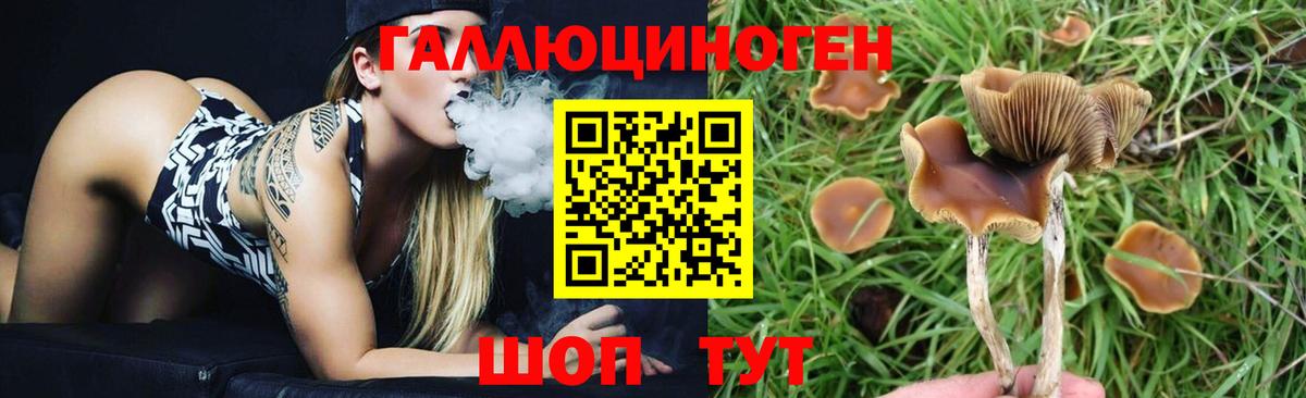 Псилоцибиновые грибы MAGIC MUSHROOMS  Вход с VPN  Новоалександровск  Галлюциногенные грибы Psilocybe 